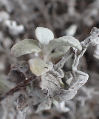 Helichrysum petiolare
