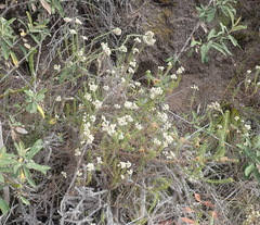 Helichrysum teretifolium