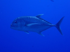 Caranx ignobilis