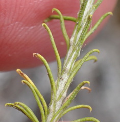 Helichrysum teretifolium