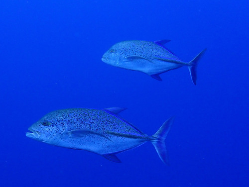 Bluefin Trevally — seen at this dive site