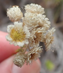 Helichrysum teretifolium