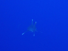Carcharhinus longimanus