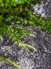 Homalothecium sericeum