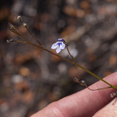 Lobelia setacea