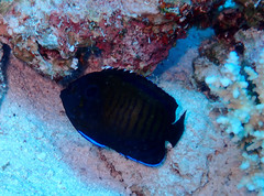 Centropyge multispinis