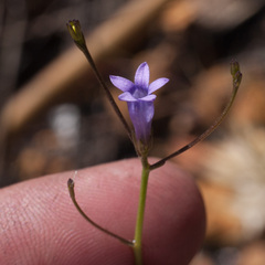 Siphocodon spartioides