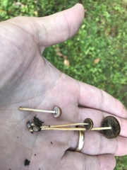 Protostropharia luteonitens