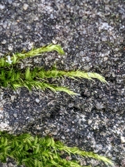 Homalothecium sericeum
