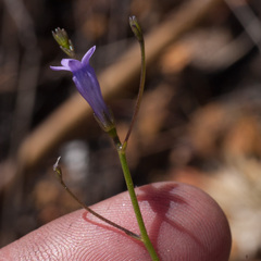 Siphocodon spartioides