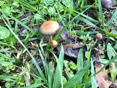 Protostropharia luteonitens