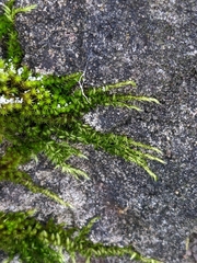 Homalothecium sericeum