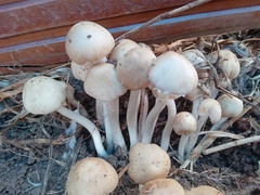 Psathyrella
