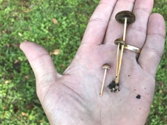 Protostropharia luteonitens