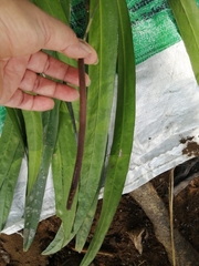 Anthurium friedrichsthalii