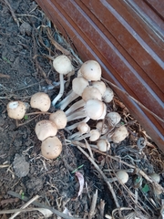 Psathyrella
