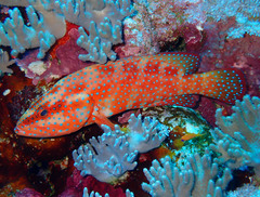 Cephalopholis miniata