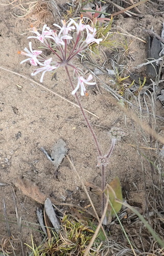 Image of Pelargonium auritum by (c) Nicola van Berkel, some rights reserved (CC BY-SA)