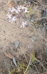 Pelargonium auritum carneum