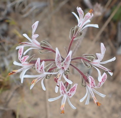 Pelargonium auritum carneum