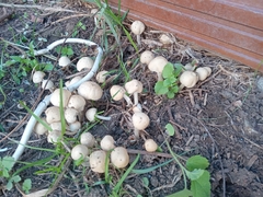 Psathyrella