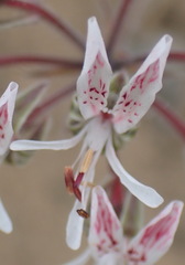 Pelargonium auritum carneum