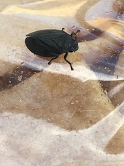 Prosapia ignifera