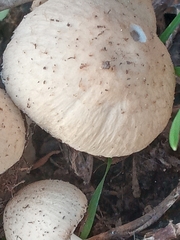 Psathyrella