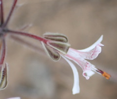 Pelargonium auritum carneum