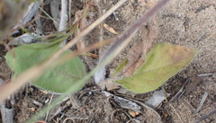 Pelargonium auritum carneum