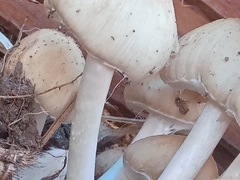 Psathyrella