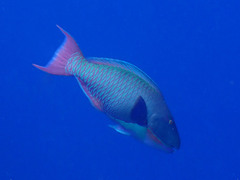 Cetoscarus bicolor