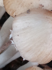 Psathyrella