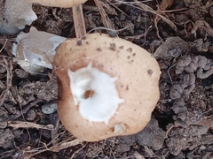 Psathyrella