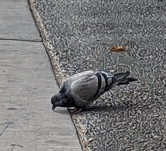 Columba livia domestica