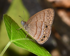Hermeuptychia hermes
