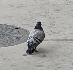 Columba livia domestica