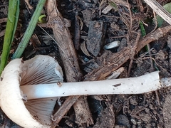 Psathyrella