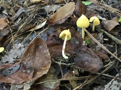 Entoloma murrayi