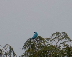 Tersina viridis