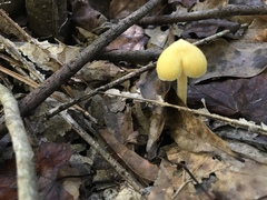 Entoloma murrayi
