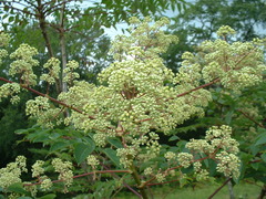 Aralia spinosa