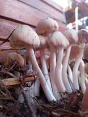 Psathyrella