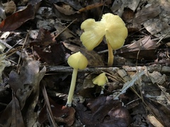 Entoloma murrayi