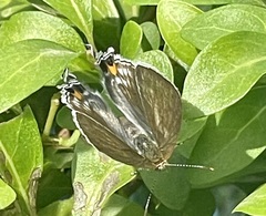 Hypolycaena philippus