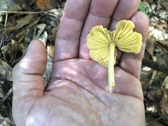 Entoloma murrayi