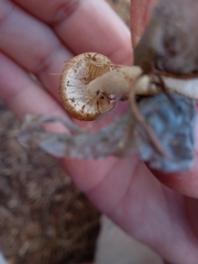 Psathyrella
