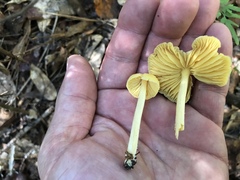 Entoloma murrayi