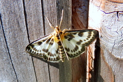 Anania hortulata
