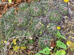 Echinofossulocactus phyllacanthus